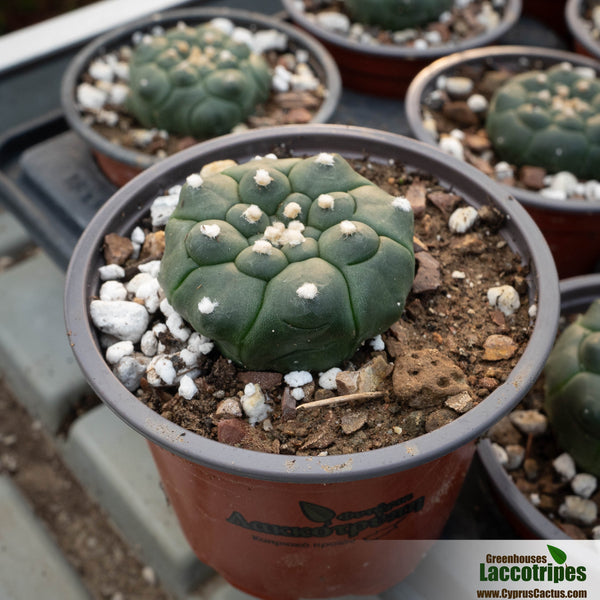 Astrophytum Asterias Kikko Nudum Cyprus Cactus