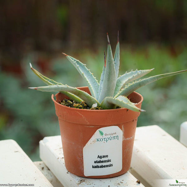 Agave utahensis var. kaibabensis – Cyprus Cactus