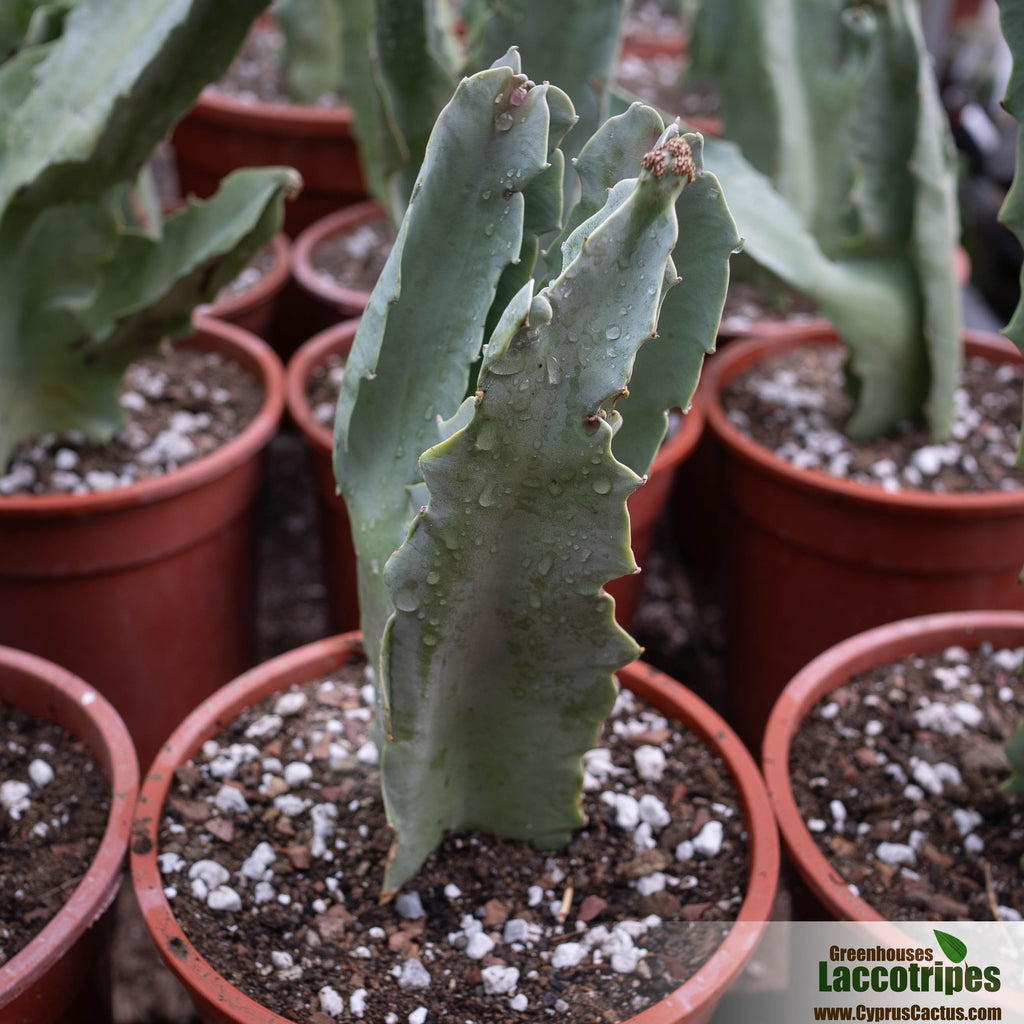 Caralluma speciosa – Cyprus Cactus