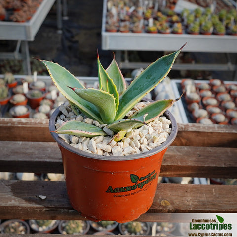 Agave celsii variagated