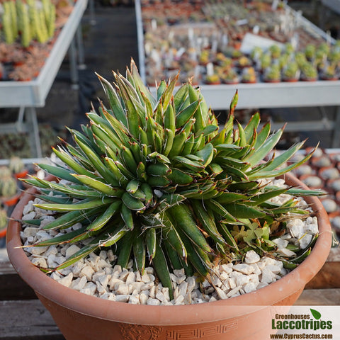 Agave victoria-reginae cristata