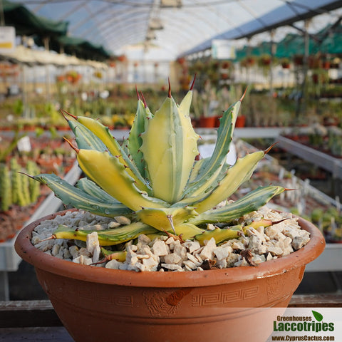 Agave potatorum var. isthmensis 'Striata'