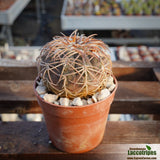 Gymnocalycium spegazzinii