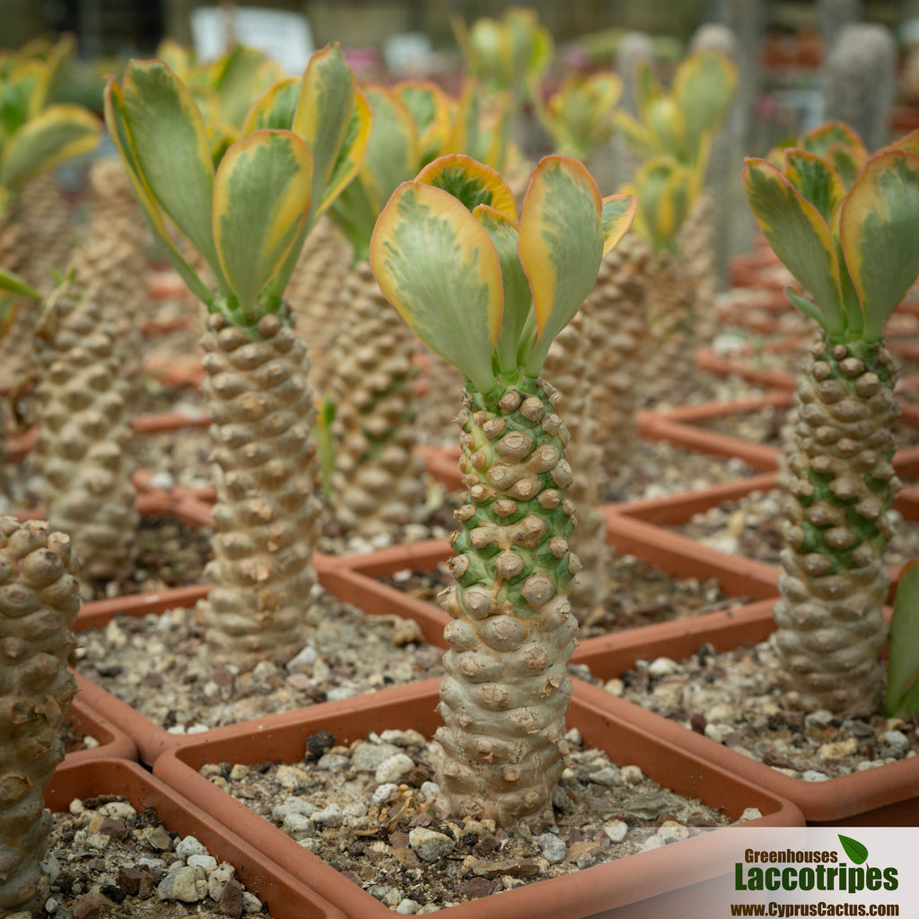 Euphorbia offers poissonii variegated