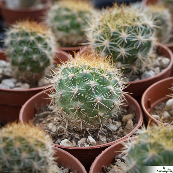 Weingartia trolli – Cyprus Cactus