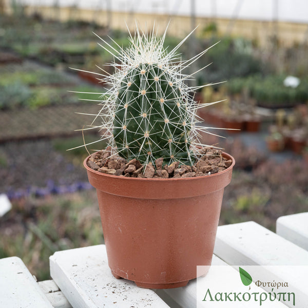 Echinocereus stramineus – Cyprus Cactus