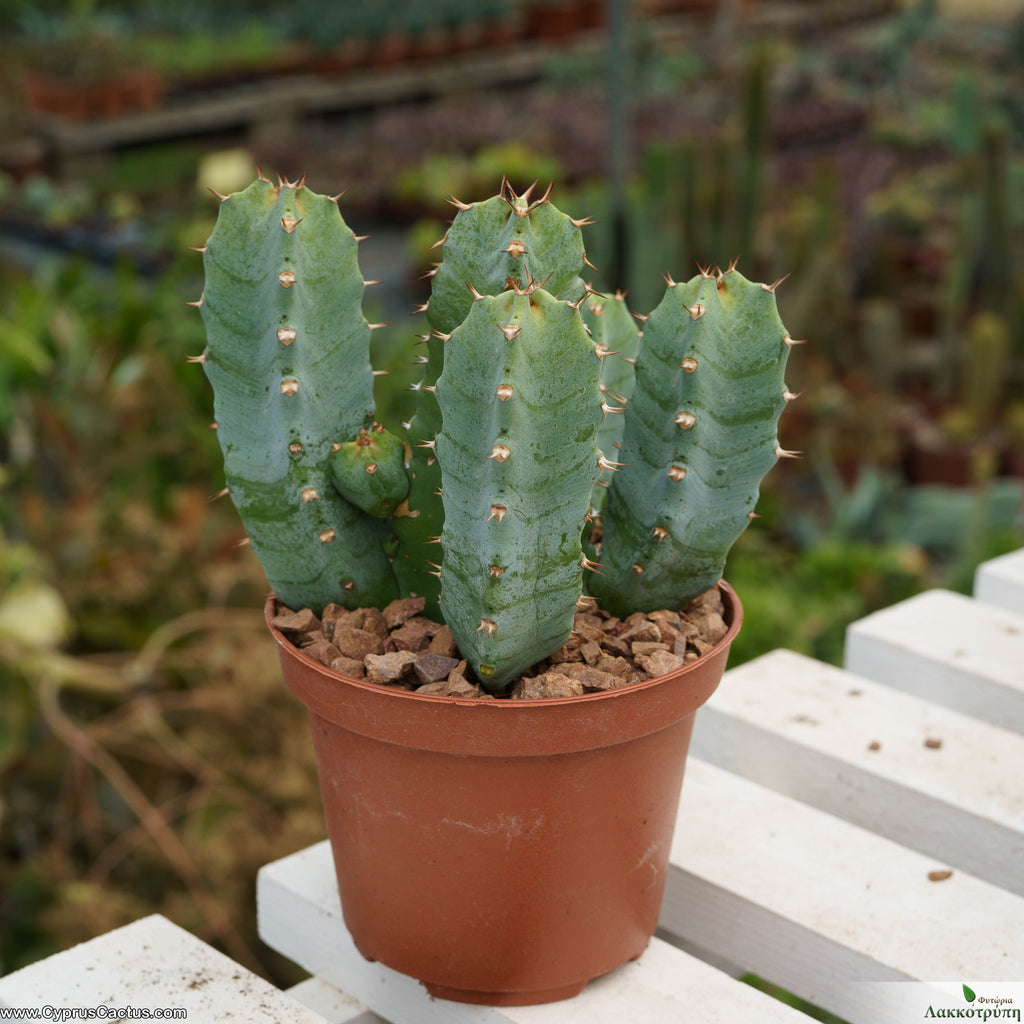 Euphorbia resinifera – Cyprus Cactus