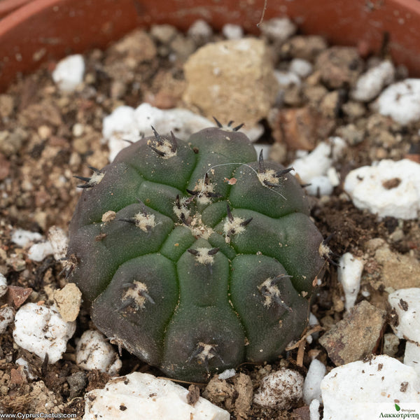 Gymnocalycium vatteri unguispinus – Cyprus Cactus