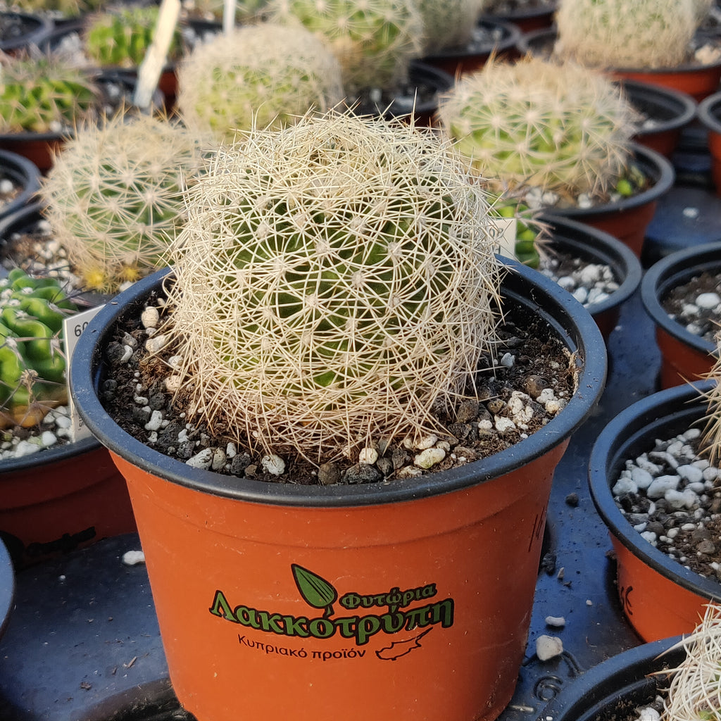 Discocactus araneispinus – Cyprus Cactus